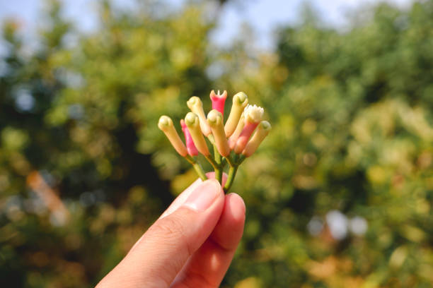 istock Cengkeh Or Clove As One Of Aromatherapy Herbs For Cigarette Ingredient. 1287604879
