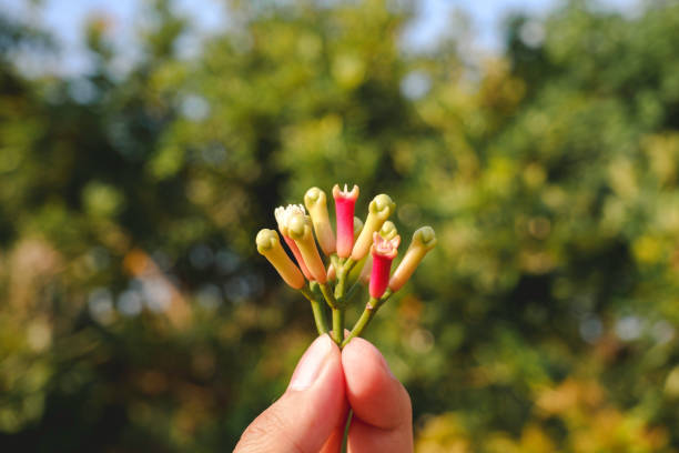 istock Cengkeh Or Clove As One Of Aromatherapy Herbs For Cigarette Ingredient. 1287604910