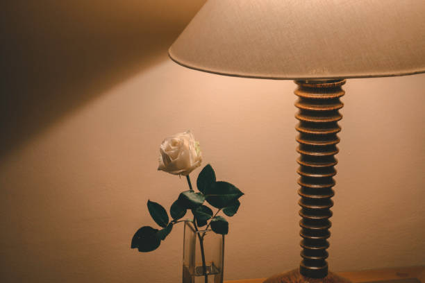 istock White Rose under the light of lamp in the room. 1287604948
