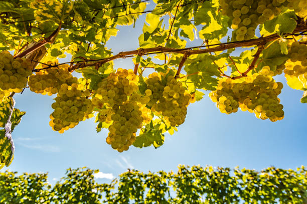 istock White grapes growing on vine in bright sunshine light. 1287606744