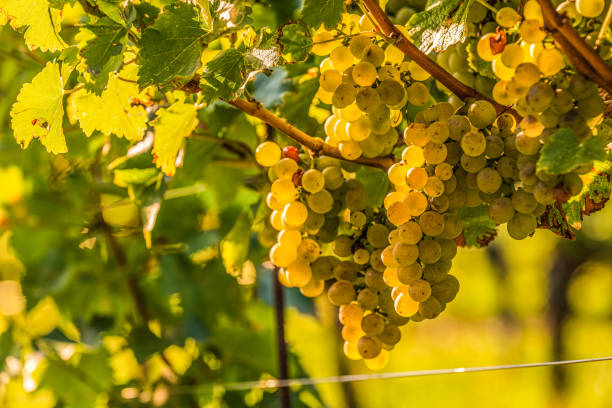 istock White grapes growing on vine in bright sunshine light. 1287606753