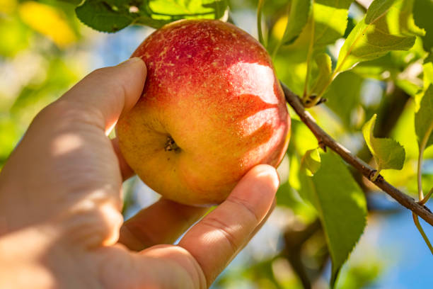 istock Mans hand delicately picking an fresh apple straight from tree. 1287606831