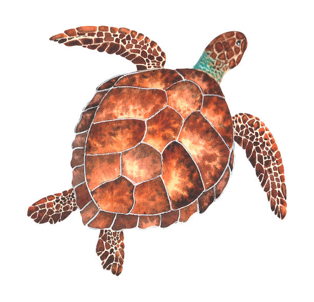 istock Watercolor sea turtle. Hand drawn illustration isolated on a white background. The image of sea creatures swimming underwater world. 1287607719