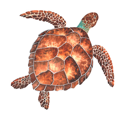 Watercolor sea turtle. Hand drawn illustration isolated on a white background. The image of sea creatures swimming underwater world.