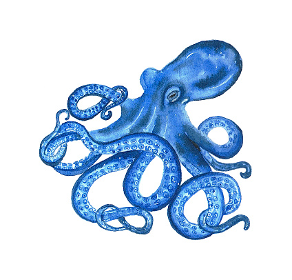 Watercolor octopus in blue color. Hand drawn illustration on the white background.