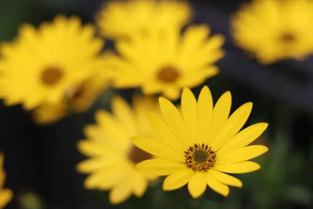 Closeup view of yellow aster and blurred background with asters