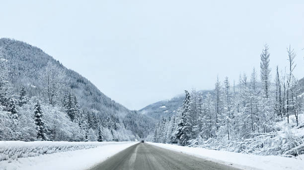 istock Coniferous snowy forest in the Rocky Mountains 1287609386