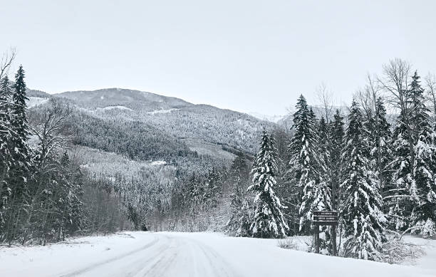 istock Coniferous snowy forest in the Rocky Mountains. 1287609953