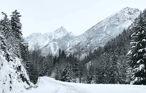 istock Coniferous snowy forest in the Rocky Mountains. 1287610030