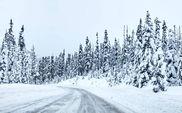 istock Coniferous snowy forest in the Rocky Mountains 1287610071