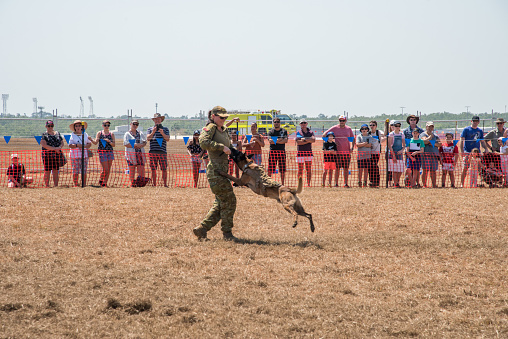 Darwin, NT, Australia-August 4,2018: Military person demonstrating dog obedience with Belgian Malinois for the RAAF bi-annual Pitch Black event in Darwin, Australia