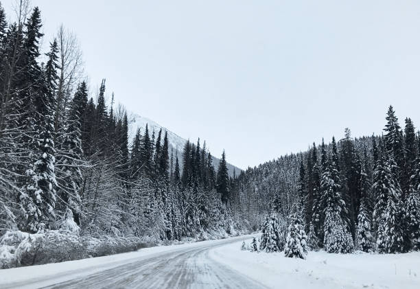 istock Coniferous snowy forest in the Rocky Mountains 1287610093
