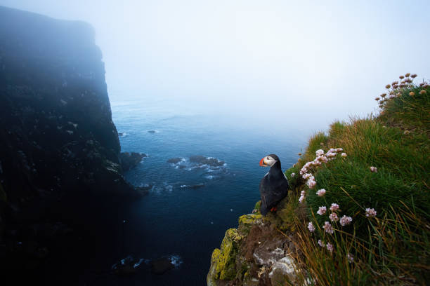 istock Atlantic puffin standing on cliff in summer Iceland nature 1287610098