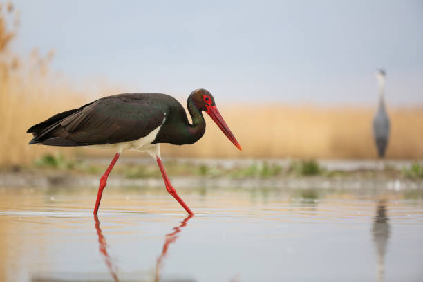 Black stork wading in water looking down and hunting for a fish with copy space