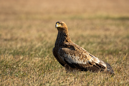 Eastern imperial eagle, aquila heliaca, sitting on the ground in autumn nature. Animal wildlife in wilderness. Brown feathered bird of prey on a meadow from side view.