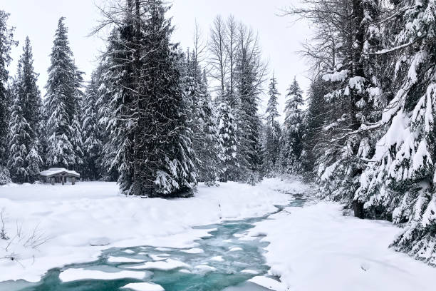 Winter view of Mountainous Blackcomb Creek with turquoise water flows between tall fir trees. Coniferous snowy forest. Natural winter background. Whistler, British Columbia, Canada snowy river stock pictures, royalty-free photos & images