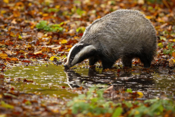 istock European badger standing on marsh in autumn nature 1287610375