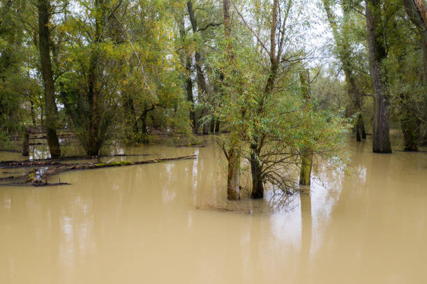 istock Flood inside forest with dirty water standing still 1287610436