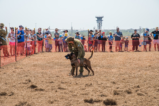 Darwin, NT, Australia-August 4,2018: Military person demonstrating dog obedience with Belgian Malinois for the RAAF bi-annual Pitch Black event in Darwin, Australia