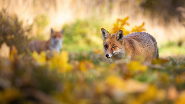 istock Red fox hunting in autumn forest with another in background 1287610590