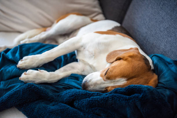 istock Beagle dog tired sleeps on a cozy sofa in bright room 1287610826