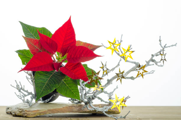 istock Christmas star decoration, poinsettia 1287611796