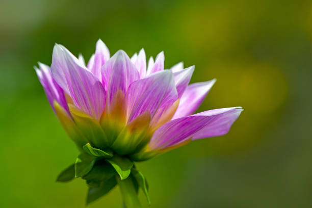 istock Delicate pink flower of dahlia, side view 1287611975