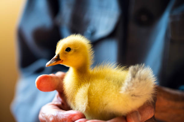 istock Duckling in the hands of a senior man 1287613932