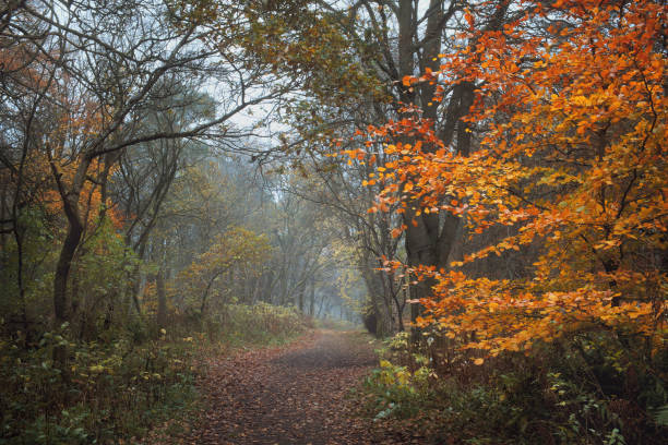 istock Autumn footpath in the park 1287615490