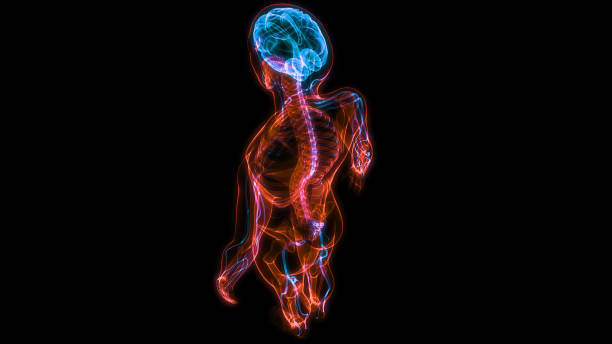 istock Central Organ of Human Nervous System Brain Anatomy 1287616452