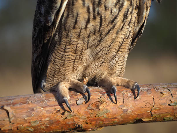 istock Claws of an owl close-up in nature 1287617873