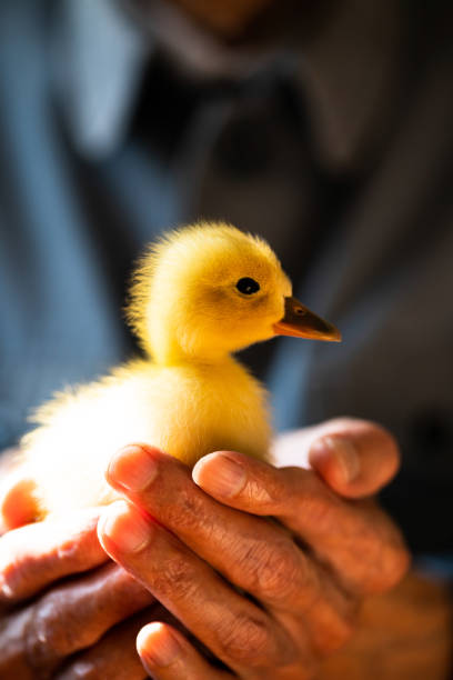 istock Duckling in the hands of a senior man 1287617893