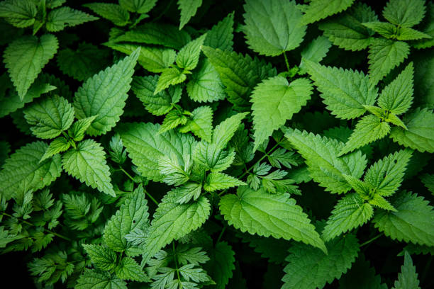 istock Green Leaves background. Nature texture. 1287617958