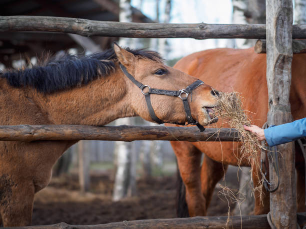 istock The horse's muzzle reaches for the hand with hay 1287619814