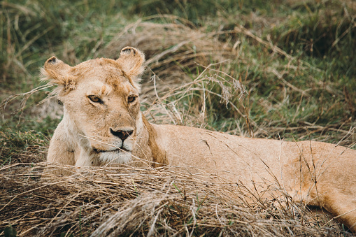 Portrait of mother lion relaxing after the dinner with her kids near the savannah bush in Tanzania, East Africa