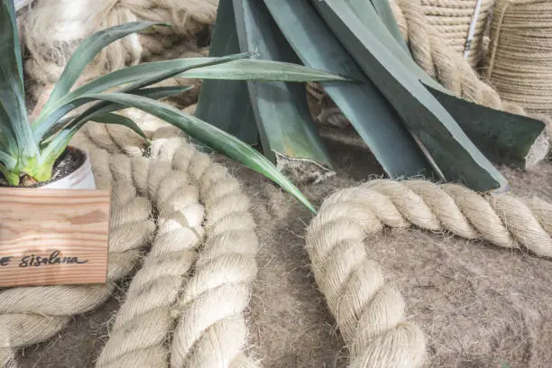 Photo of Sisal agave plant leaves against the background of products