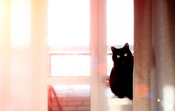istock Black cat lying in a yellow chair. Top horizontal view copyspace 1287621007