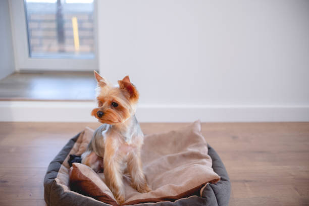 istock Cute little yorkshire sitting and playing at home. Top horizontal view copyspace. Taking care concept 1287621010