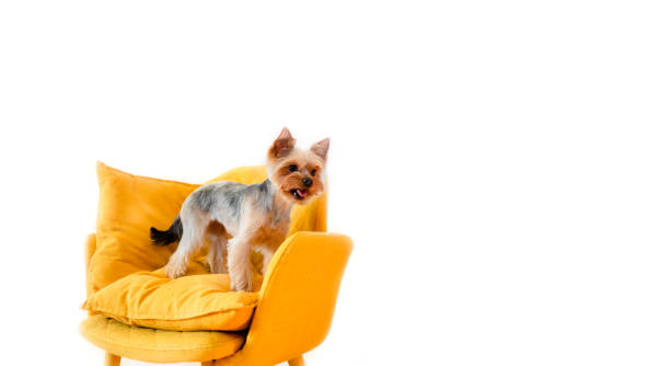 istock Cute little yorkshire sitting and playing at home. Top horizontal view copyspace. Taking care concept 1287621012