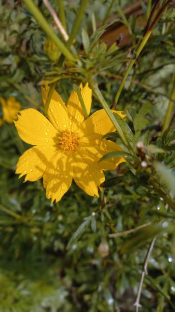 The beautifull yellow flower