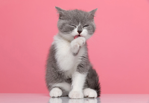 adorable little britsh shirthair cat licking and cleaning paws, sitting on pink background in studio