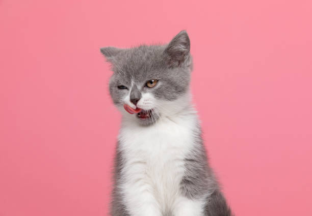 istock cute british shorthair kitty sticking out tongue 1287621265