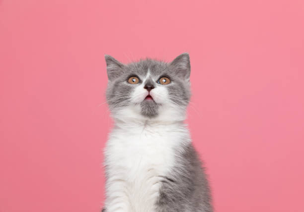 istock adorable british shorthair kitty looking up 1287621287