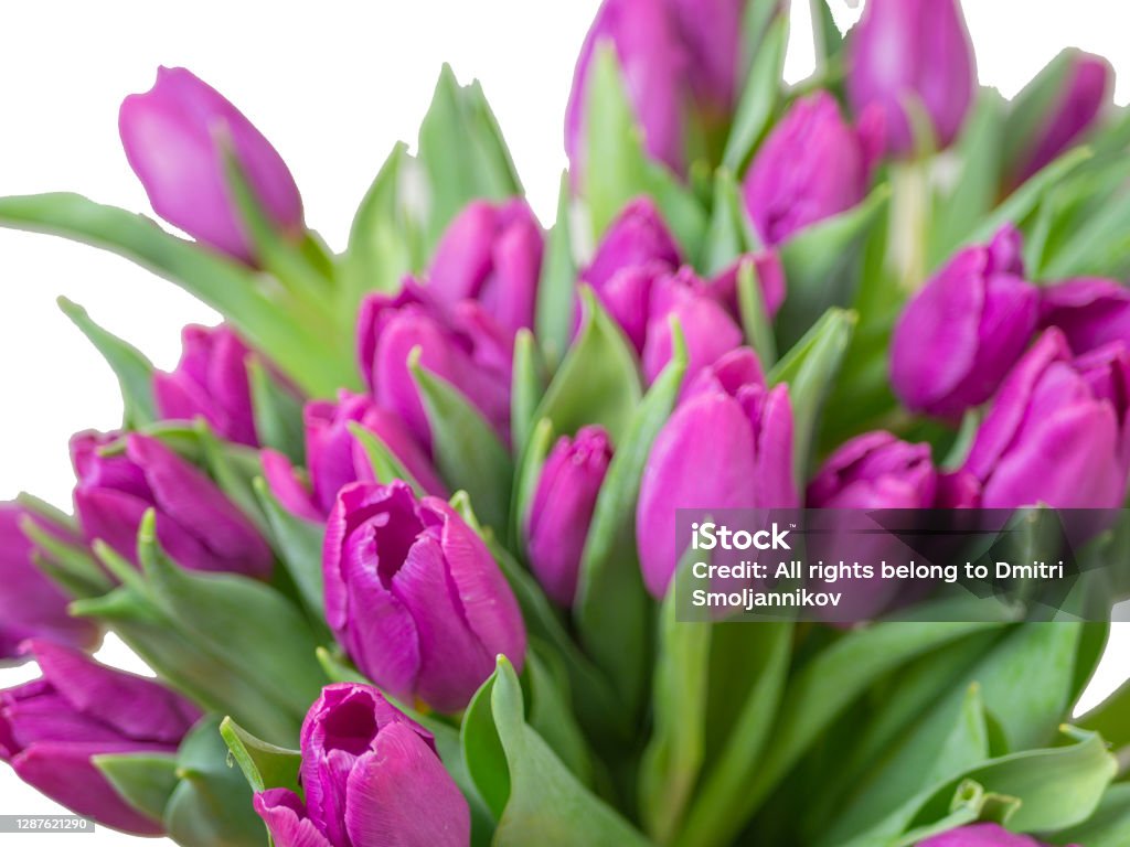 many yellow tulips selective focus. red tulips in a vase isolated on white background. Spring composition. Delicate purple tulips on white background top view space for text border. copy space Bride Stock Photo