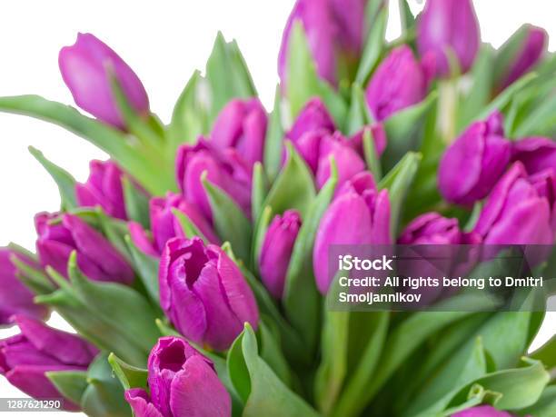 Many Yellow Tulips Stock Photo - Download Image Now - Bride, Color Image, Copy Space