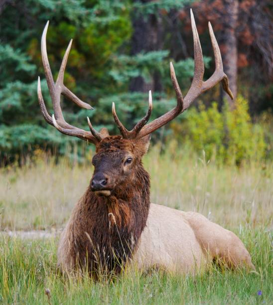 A Majestic Bull Elk Stag in Jasper National Park, Canada stock photo