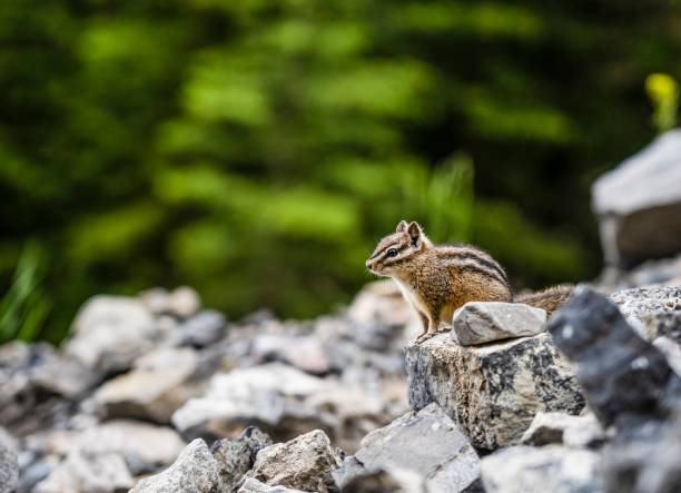 Least Chipmunk at Grassi Lakes, Canmore, Alberta stock photo