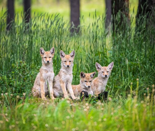 Coyote puppies in Canmore, Alberta