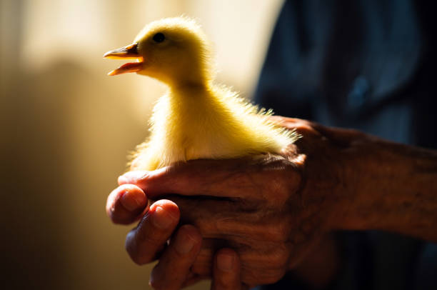 istock Duckling in the hands of a senior man 1287621571