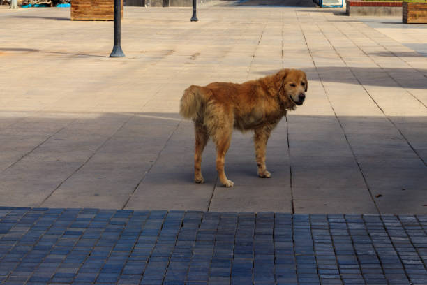 istock Stray disabled dog without one leg on a city street 1287622123